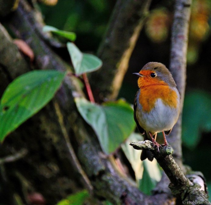 Оранжевая птица Северная