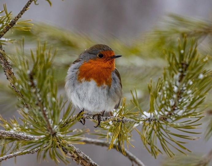 Японская Зарянка птица
