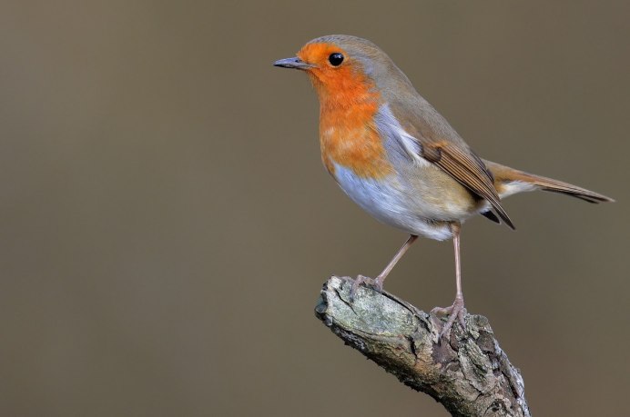 Певчие птицы Зарянка