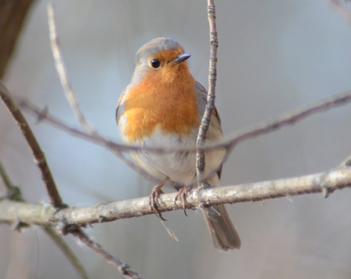 Зарянка горихвостка