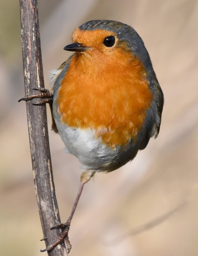 Erithacus rubecula (Linnaeus, 1758)European Robin
