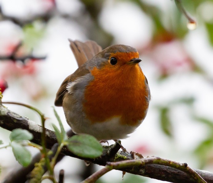 Зарянка Дрозд