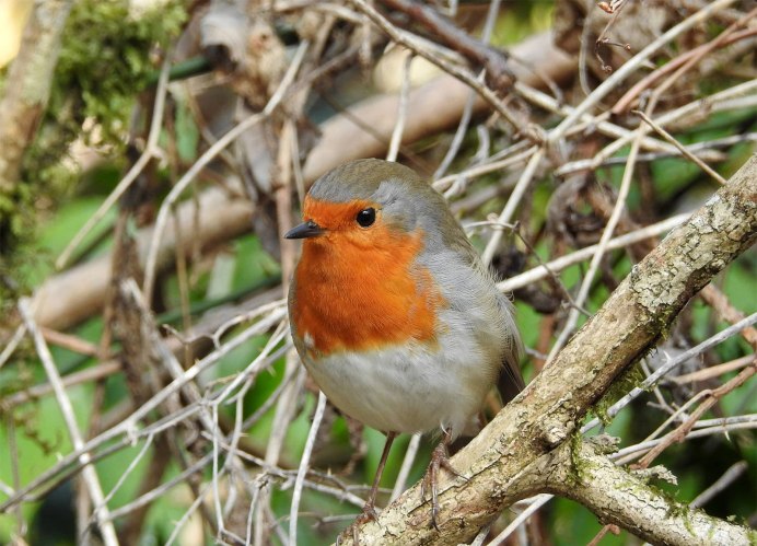 Птицы Малиновки в Египте