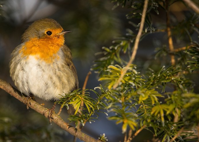 Японская Зарянка Сахалин фото
