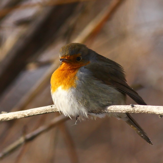 Зарянка птица в полете