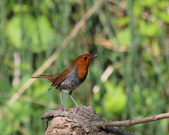 Японская Зарянка