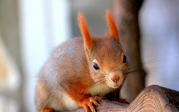 Sciurus vulgaris