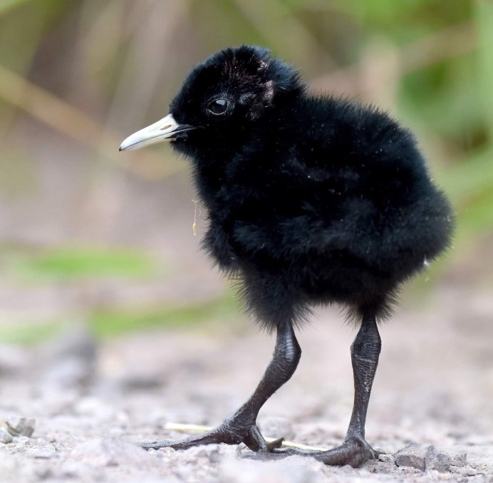 Воронёнок (птенец во́рона)