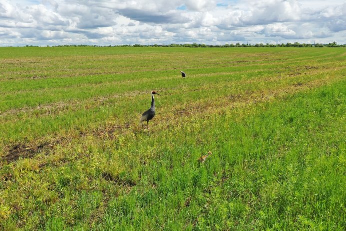 Даурские Журавли ЕАО