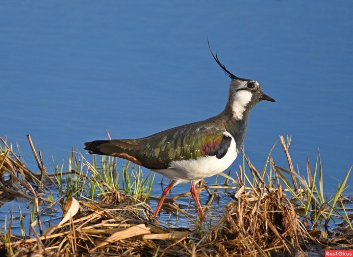 Полевой Чибис