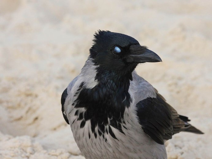 Ворона с голубыми глазами