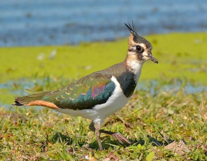 Чибис Vanellus Vanellus