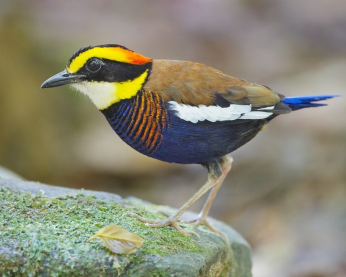 Дубровник птица