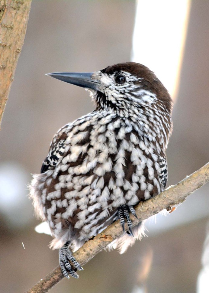 Кедровка Nucifraga caryocatactes