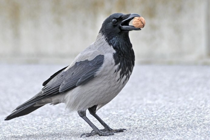 Ворона оседлая птица