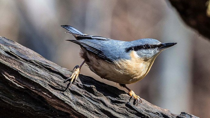 Обыкновенный поползень