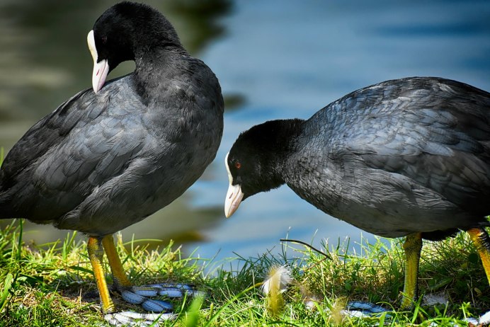 Утка лысуха самка