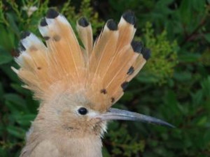 Еврейская птичка