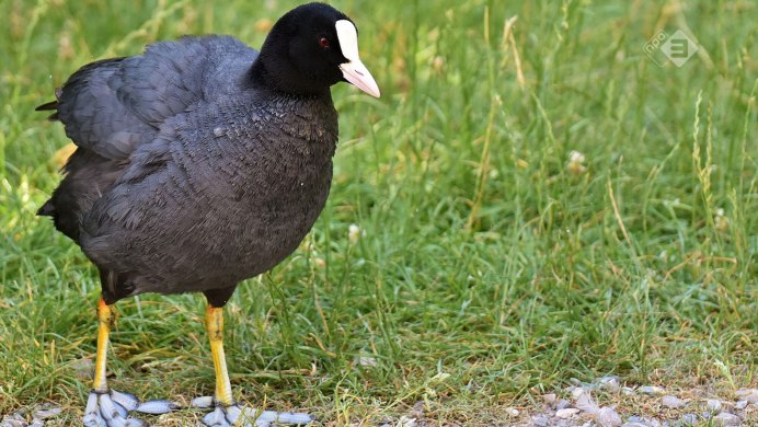 Лысуха журавлеобразная