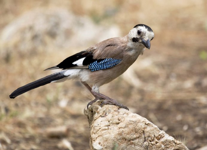 Черноголовая Сойка в Крымском заповеднике