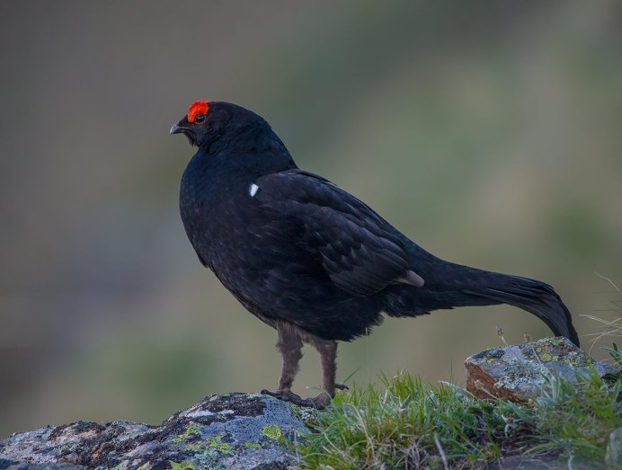 Тетерев-Косач (Lyrurus Tetrix)