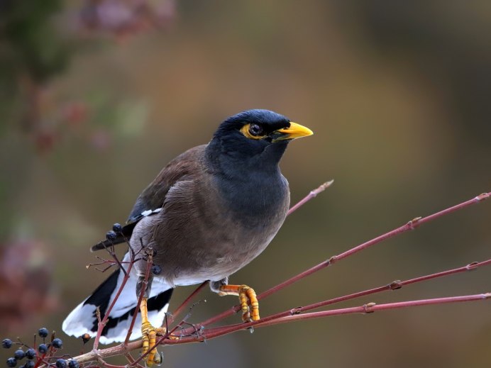 Птица конгульчу