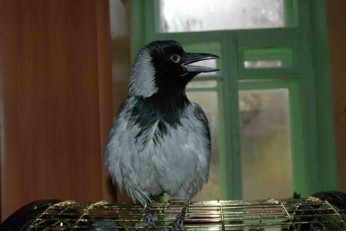 Ворон Московская область