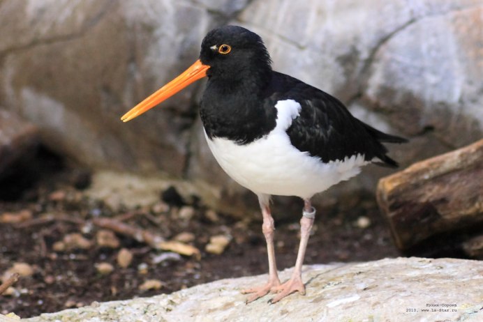 Кулик-сорока Haematopus ostralegus