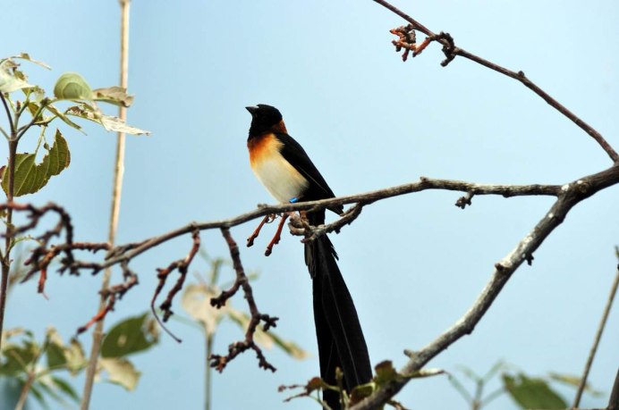 Много птиц в воде