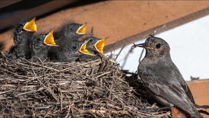 Птицы и насекомые
