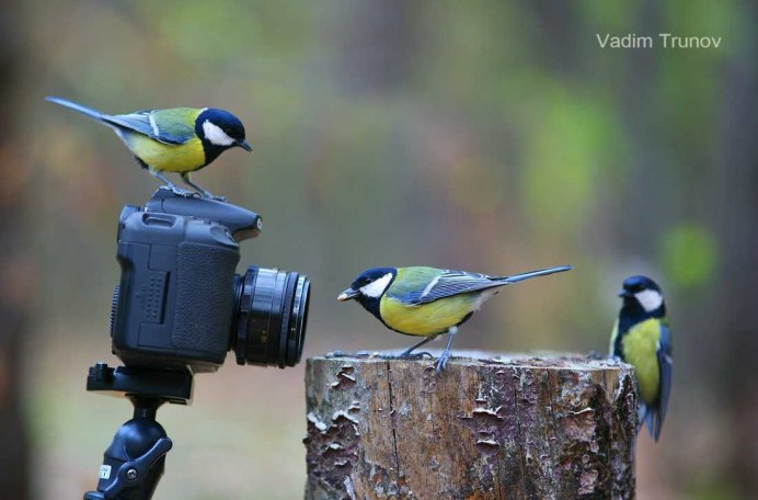 Шум небесных птиц