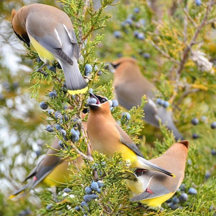 Фотограф птиц из Харькова