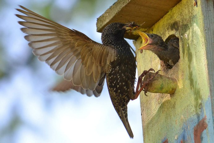 Птенец сойки