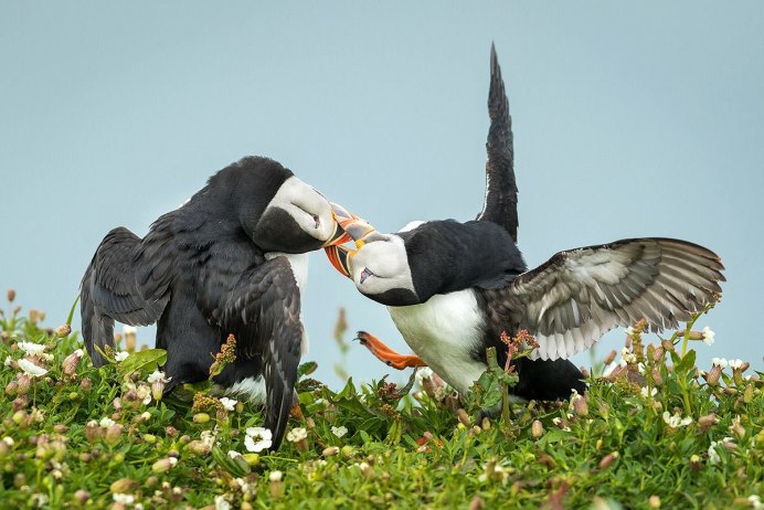 Синие птицы пара