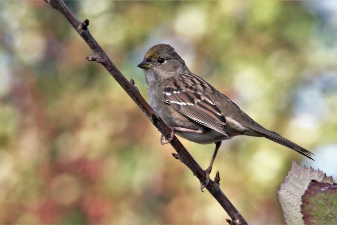 Немура Птичья