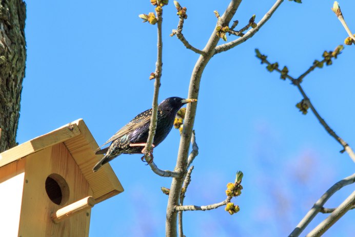 Птицы летом в лесу