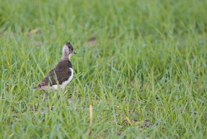 Сойка обыкновенная ареал