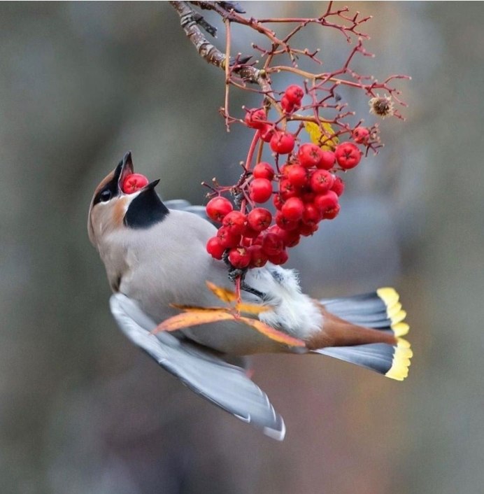 Горихвостка-Чернушка птенец