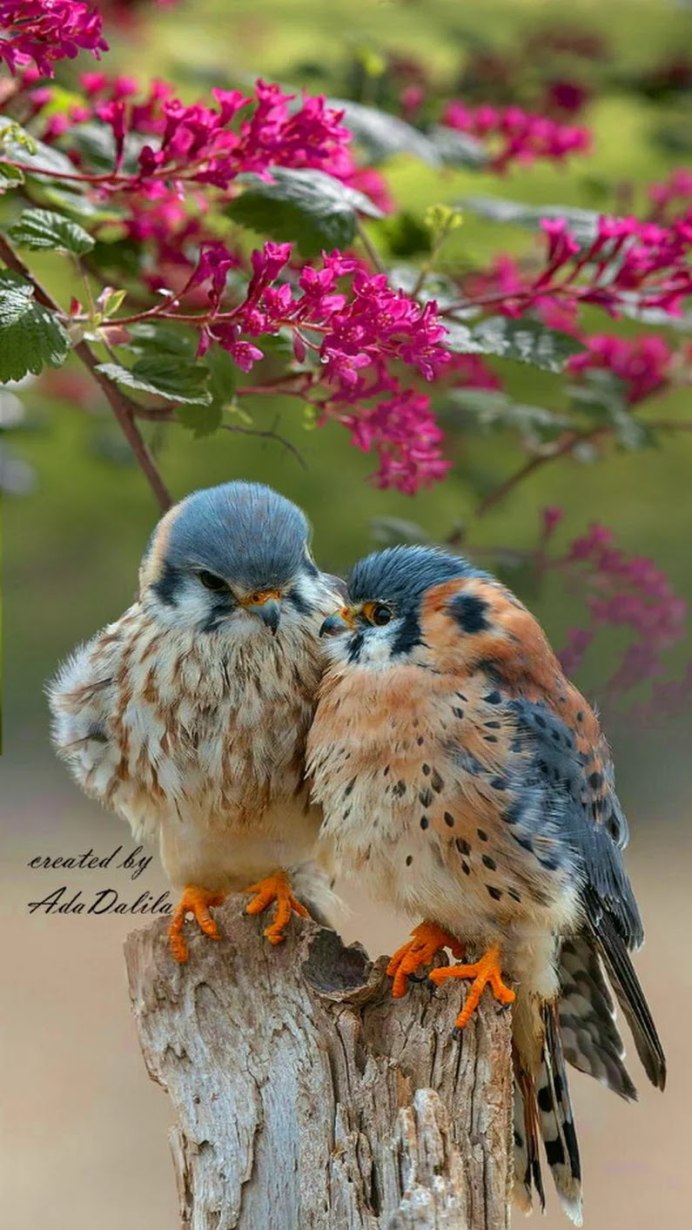 Конкуренция птиц