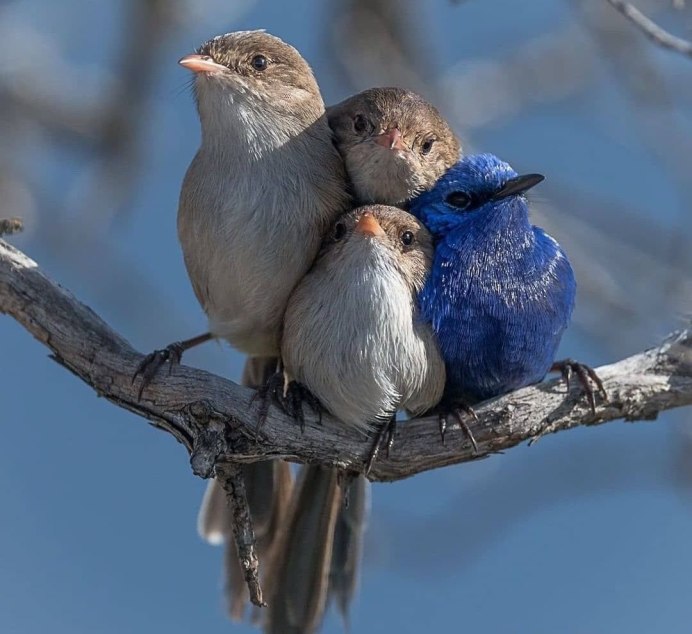 Скворец в скворечнике