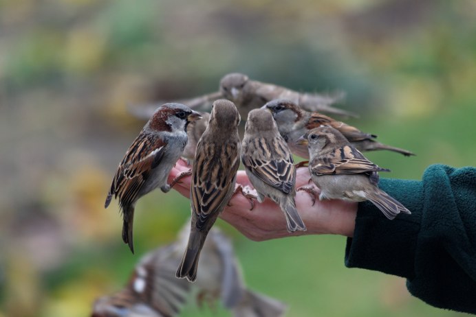 Сокол Сапсан