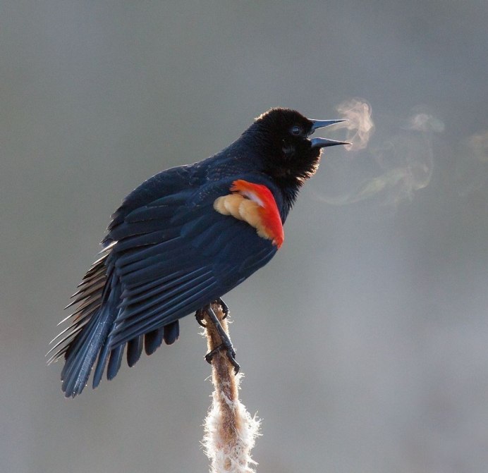 Стайка птиц