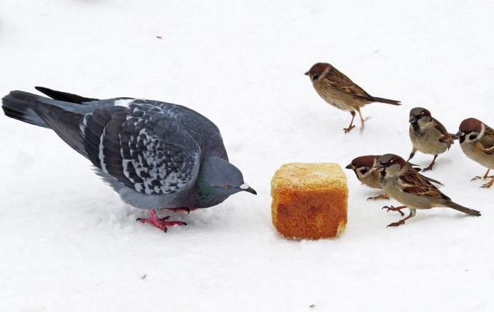 Наши пернатые друзья фото