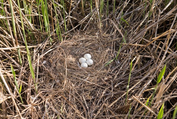 Воробей с открытым клювом