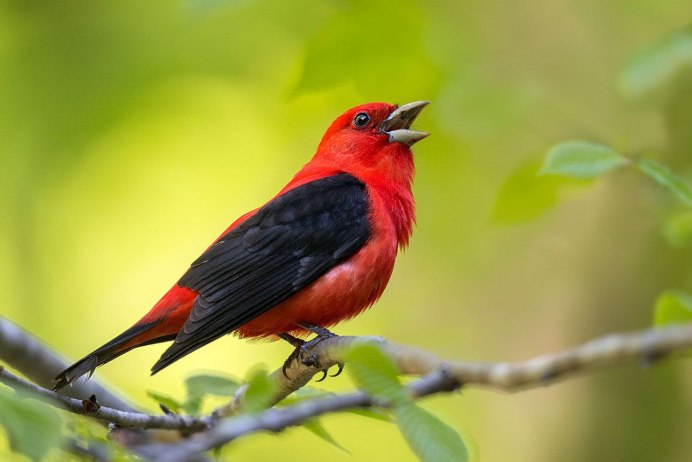 Красногрудая танагра