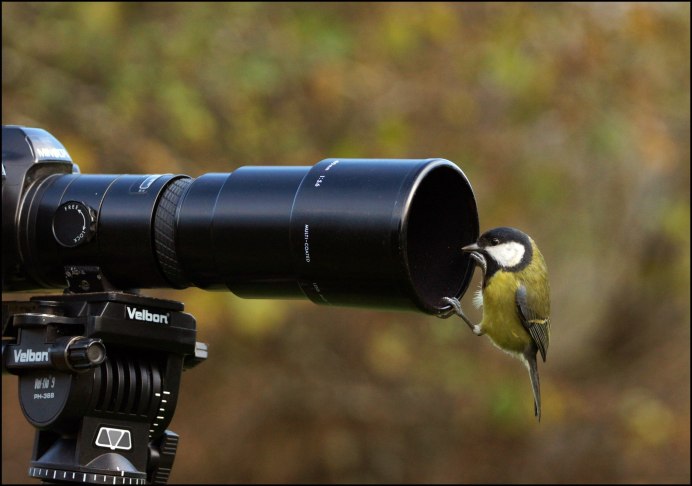 Птицы поют на дереве