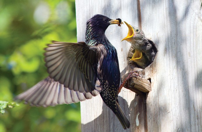 Птицы вокруг нас