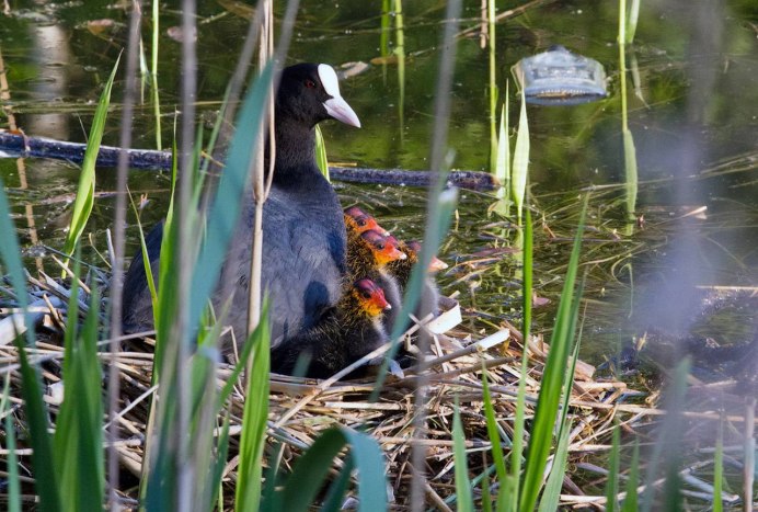 Экология птиц