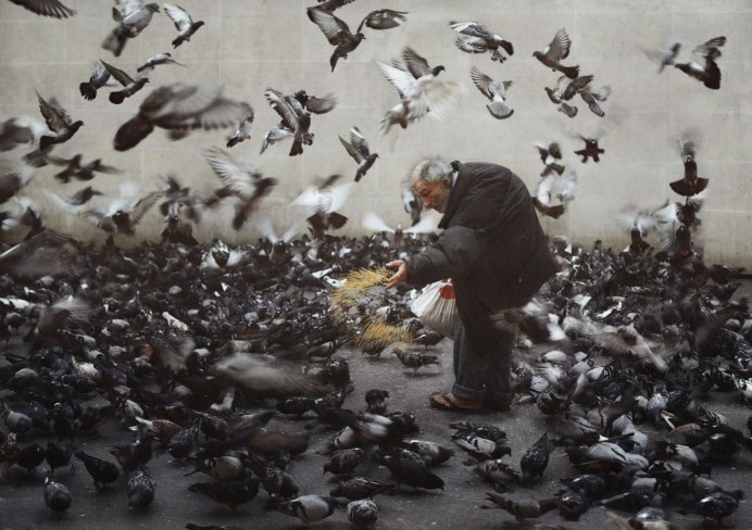 Это птенца Чайки мартышки на кувшинке