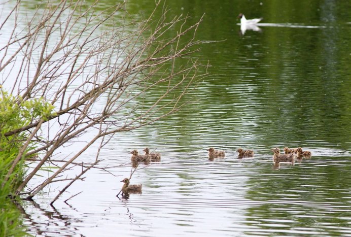 Робин -Зарянка птица